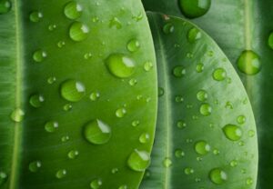 bright green leaves covered in water droplets